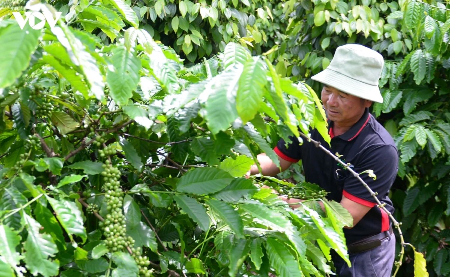 Bản tin nông sản hôm nay (31-8): Giá cà phê, hồ tiêu đồng loạt giảm